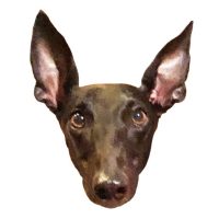 Jasmine The Greyt – The story of a greyhound — from Florida racing to