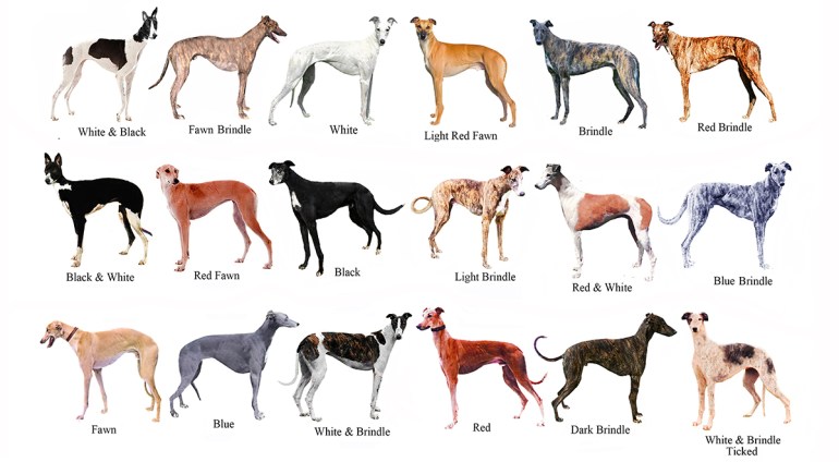 Greyhound color chart 2